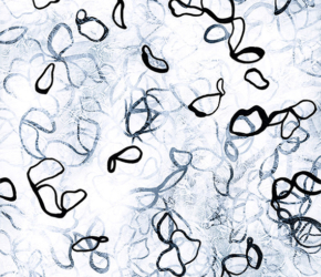 Chiffon No. 10<br/>
Acrylic on 640gsm paper 22w x 30h in.<br/><u><a href="https://www.shockandslaw.com/contact-richardson-fine-art" target="_blank" rel="noopener">original available</a></u> Modern abstract plants and foilage artwork by artist Sara Richardson